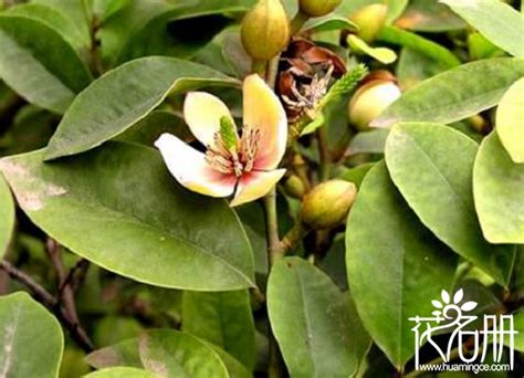 含笑花葉子變黃|含笑花葉子發黃怎麼辦 含笑花葉子發黑怎麼辦